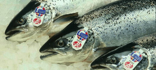 Salmon exports to EU worth 10% less in February
