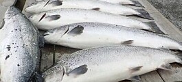 Salmon farm puts £50 price on head of escaped fish