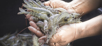 Shrimp industry shows best appetite for fish-free feed
