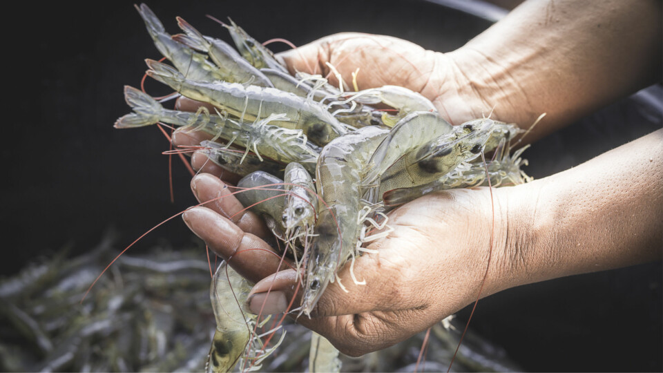 The shrimp industry has used nearly all of the feed sold by F3 contestants.
