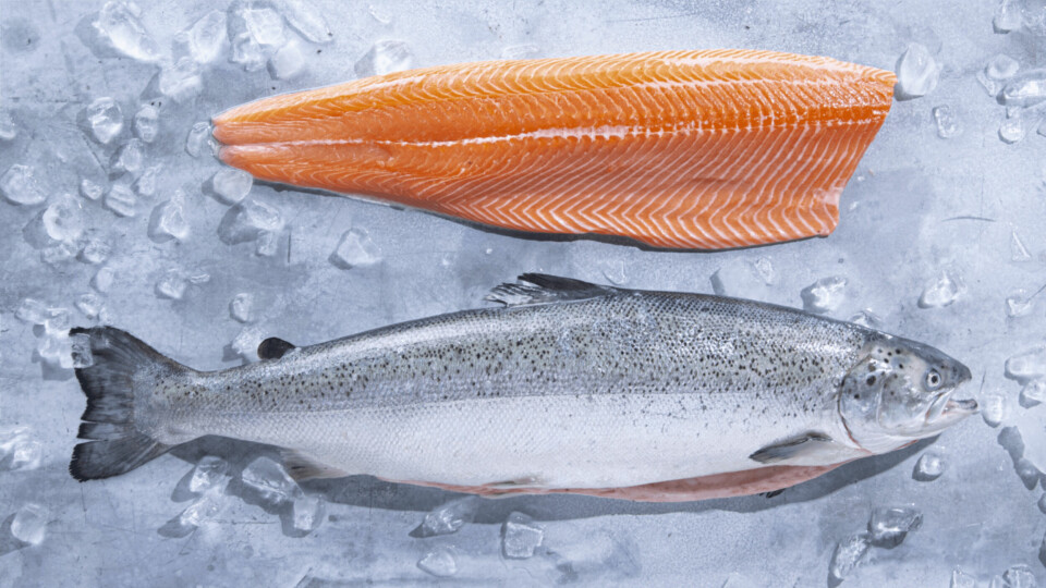 Kvarøy Arctic will donate 1-2 pallets of salmon a month to Rethink Food. Photo: Kvarøy Arctic.