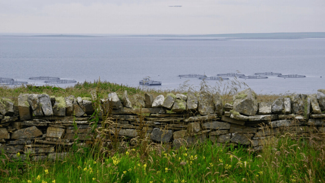 The Eday farm from the roadside. Photo: SSF. The Eday farm from the roadside. Photo: SSF.