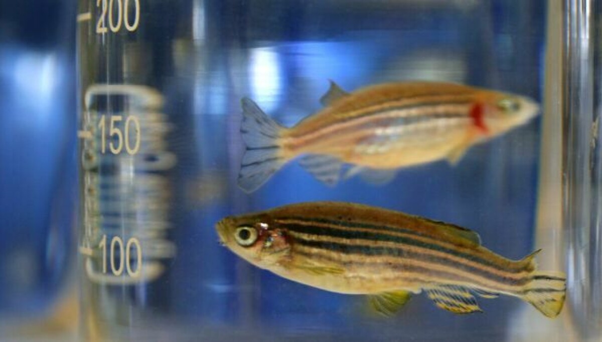 Fertility Fish Vitamin deficiency hits fish fertility