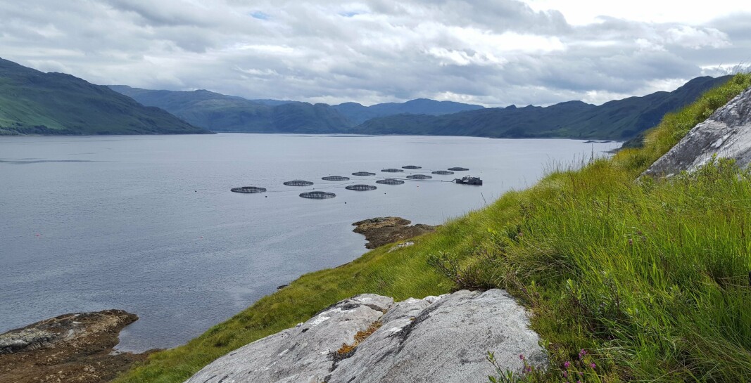 SSF reported large losses at its three Loch Nevis farms in September. SSF reported large losses at its three Loch Nevis farms in September.