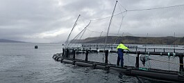 Scottish salmon farmer’s £3.2m bid to beat the weather