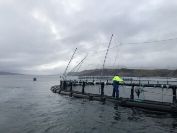 OSH operates at a reduced stocking density of between 0.1-1% fish. Click on image to enlarge. Photo: OSH. OSH operates at a reduced stocking density of between 0.1-1% fish. Click on image to enlarge. Photo: OSH.