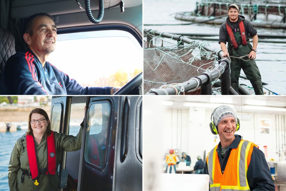 Salmon farmer offers 100-plus jobs in Atlantic Canada