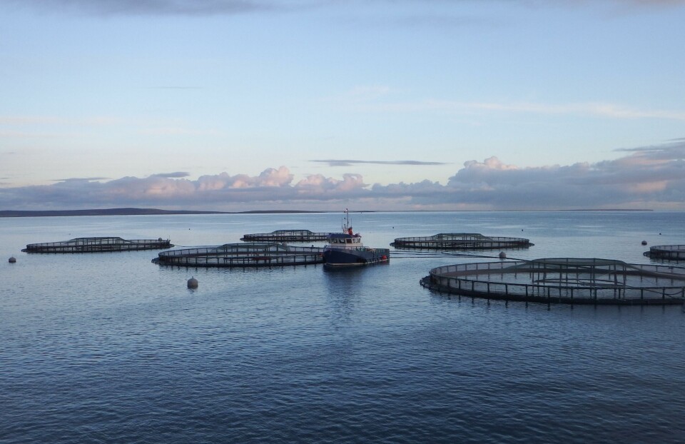 Cages supplied by Fusion Marine, one of more than 700 Scottish companies used by SSF in 2017. Photo: Fusion Marine