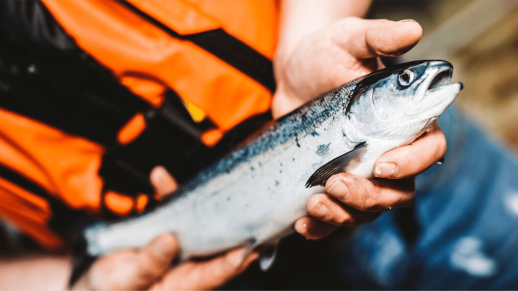 Salmon farmers are concerned about the level of influence the Greens may have over the SNP government. Photo: Scottish Sea Farms. Salmon farmers are concerned about the level of influence the Greens may have over the SNP government. Photo: Scottish Sea Farms.