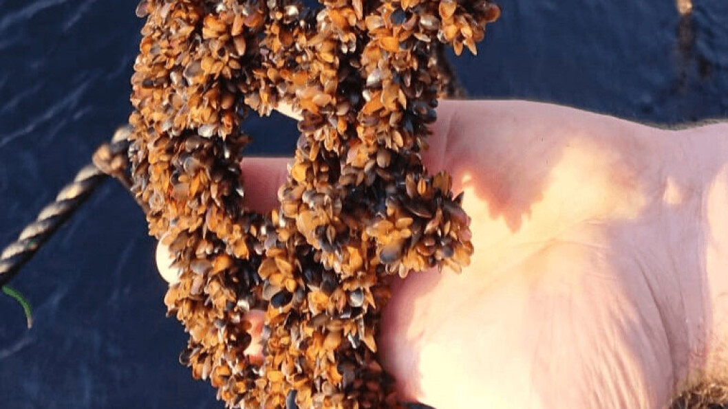 Mussel farms are worked daily to carry out harvesting and grading and control biofouling. Photo: Shetland Mussels Ltd. Mussel farms are worked daily to carry out harvesting and grading and control biofouling. Photo: Shetland Mussels Ltd.