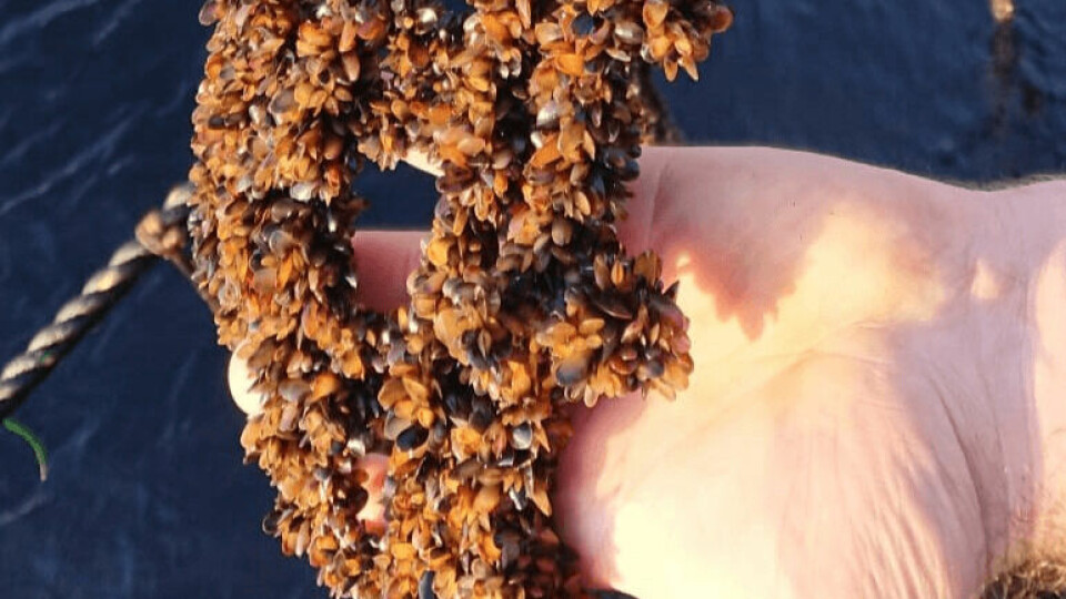 Mussel farms are worked daily to carry out harvesting and grading and control biofouling. Photo: Shetland Mussels Ltd.