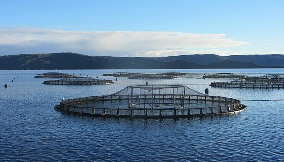 A salmon farm in Macquarie Harbour operated by Tassal, which is now owned by Canadian fish farmer Cooke. Salmon farming has been blamed for reduced dissolved oxygen, which is impacting a rare skate.