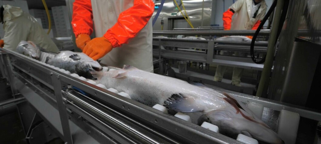 Salmon farmers consider sharing processing plants