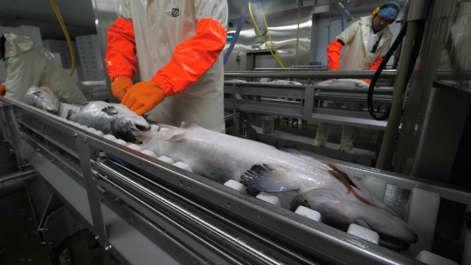 Salmon farmers anticipate a shortage of workers at processing plants because of Covid-19. Photo taken from Scottish Salmon Company video of its Cairndow primary processing facility.
