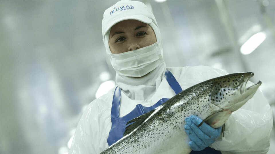 Blumar's share value has increased along with the price of Chilean salmon. Photo: Blumar.