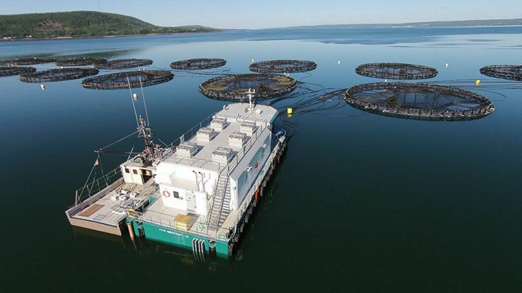 A Cooke Aquaculture salmon farm at Rattling Beach, Nova Scotia. The company's plans for more pens in the province have been with officials for two years. Photo: Cooke Aquaculture.