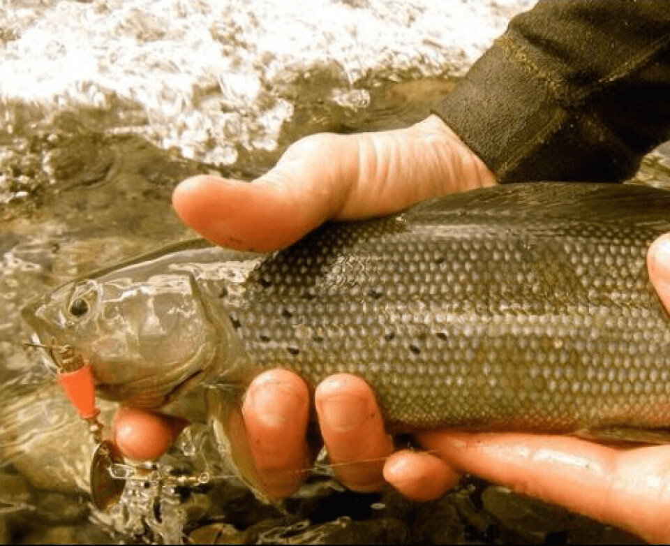 White spot disease in the Arctic