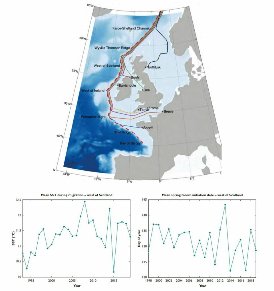 The indicative salmon post-smolt ‘superhighway’ for many southern European populations heading northwards along the shelf edge to the west of UK and Ireland (top map). The reconstructed average sea surface temperature (SST) during the migration period, and date of the initiation of marine plankton bloom from an example point (West of Scotland) (re-synthesized from the Scottish Shelf Model Reanalysis Service and the Atlantic Margin Models) are shown in the two graphs below the map. Click to enlarge. Illustration: GWCT review.