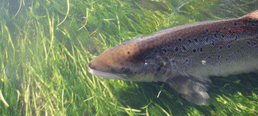 Wild salmon returns fell by 20% in south of England river