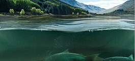 Wind power company gives £300,000 to wild salmon tracking project