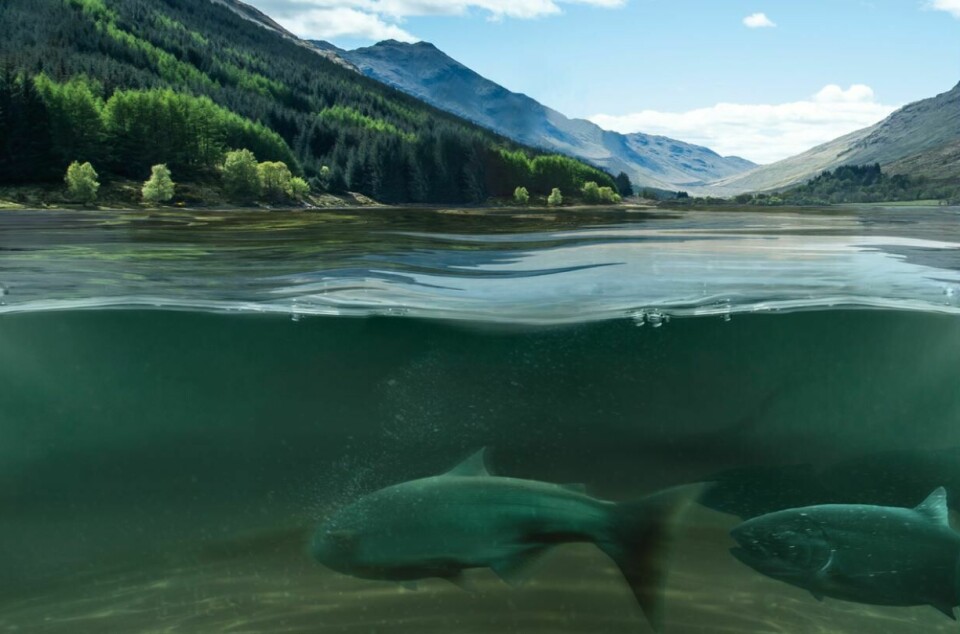 The Scottish Government has proposed a wide range of measures to help wild salmon and trout.