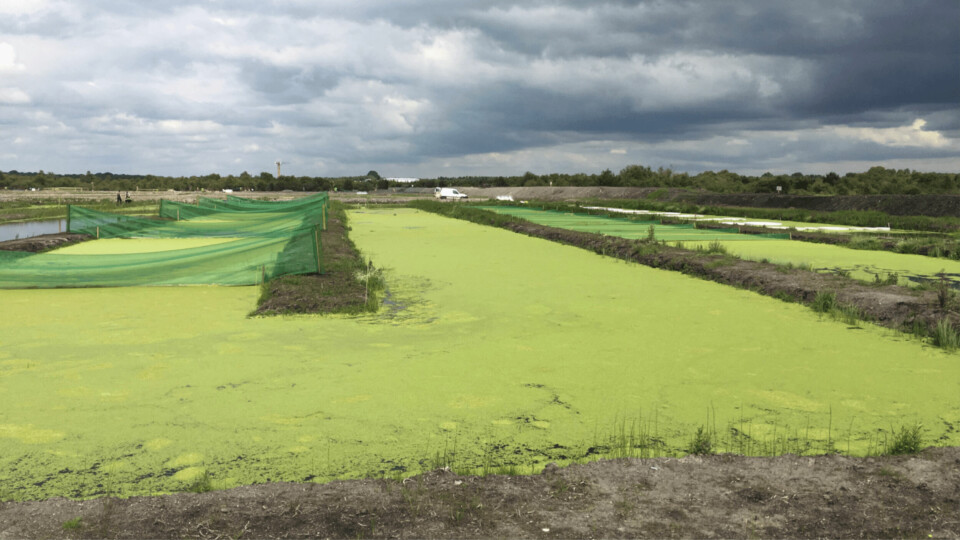 A view of the duckweed and algae ponds where the fish farm water is cleaned and oxygenated. Photo: BIM.