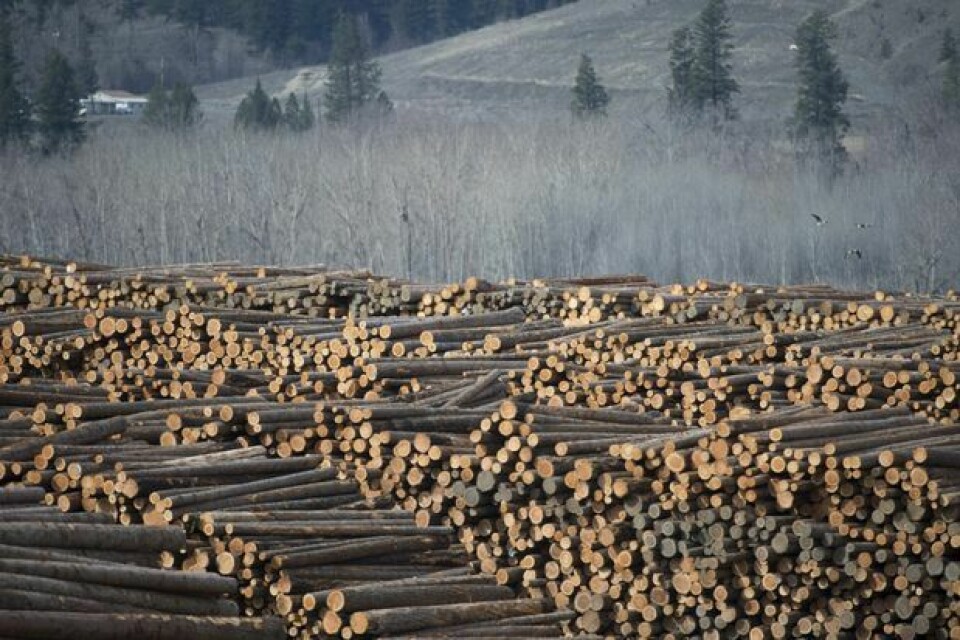 Piles of  natural wood from Canada. Image: Globe and mail
