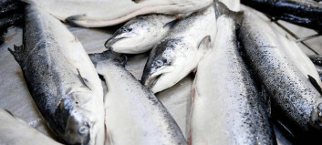 Salmon leads the way as Norway sets seafood records