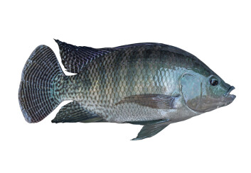 An adult tilapia. Image: GenoMar. An adult tilapia. Image: GenoMar.