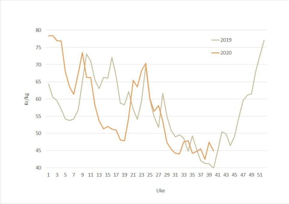 The spot price for salmon in 2020 (orange) against 2019 (grey). Data source: Akvafakta.