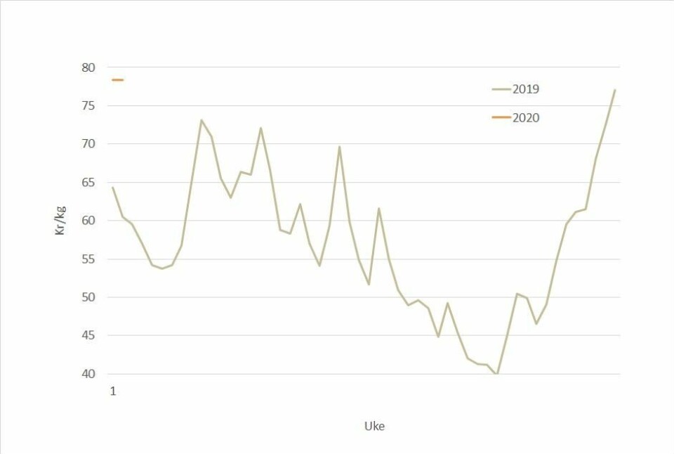 The short orange line on the top left of the graph shows the strong start prices have made this year. Data source: Akvafakta.