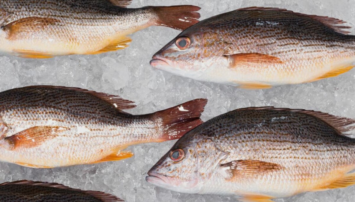 Xelect and Martec develop world-first programme for spotted rose snapper
