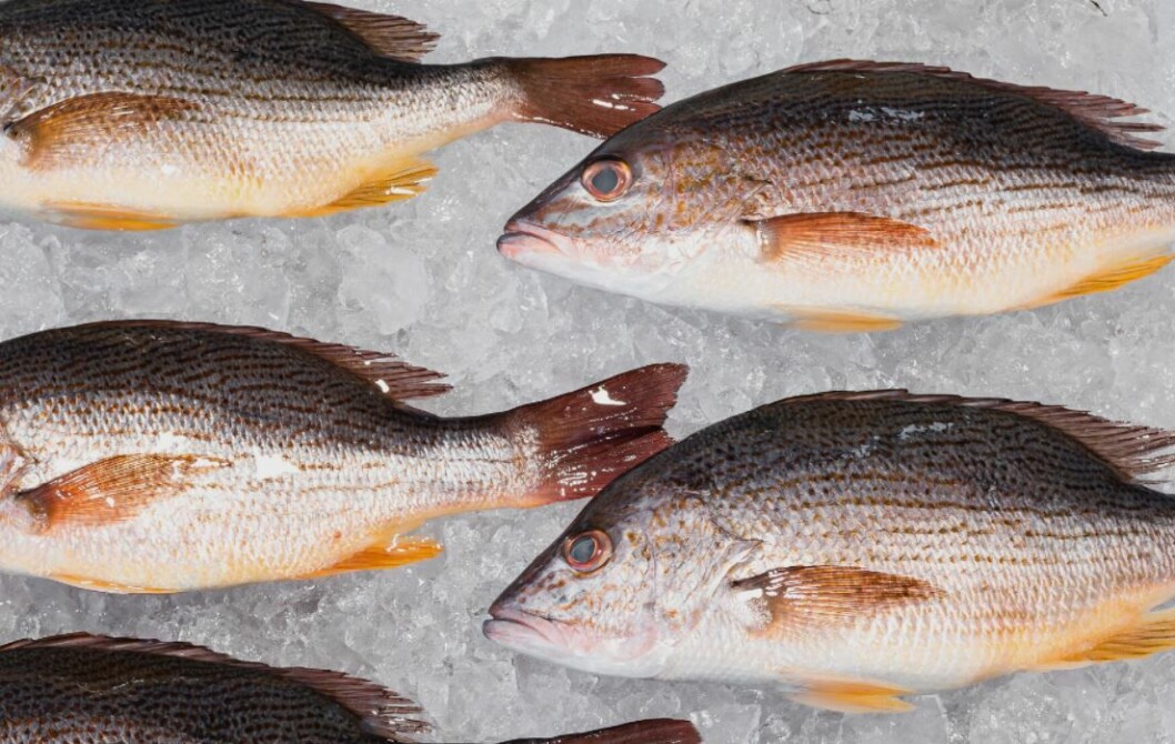 Martec grows rose snapper to around 500g in sea pens three miles off Costa Rica's Pacific coast. Photo: Martec. Martec grows rose snapper to around 500g in sea pens three miles off Costa Rica's Pacific coast. Photo: Martec.