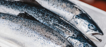 Scottish salmon export earnings dip as volume falls by 35%