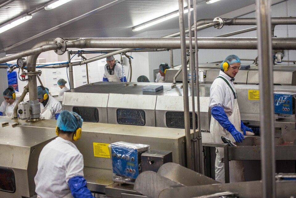 The new plant is processing up to 17,000 every 8 hours. Image by Cooke Aquaculture Scotland.