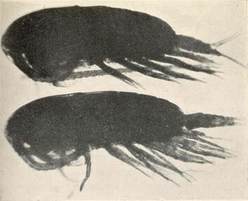 Calanus finmarchicus is a copepod zooplankton that is found in enormous amounts in the northern Atlantic Ocean. Photo: Freshwater and Marine Image Bank at the University of Washington. Calanus finmarchicus is a copepod zooplankton that is found in enormous amounts in the northern Atlantic Ocean. Photo: Freshwater and Marine Image Bank at the University of Washington.