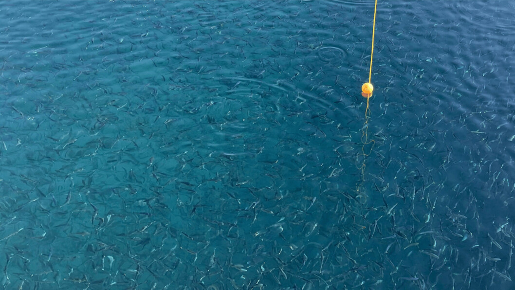 Feeding at Andfjord Salmon, which introduced smolts into its first tank last month. Photo: Andfjord Salmon.