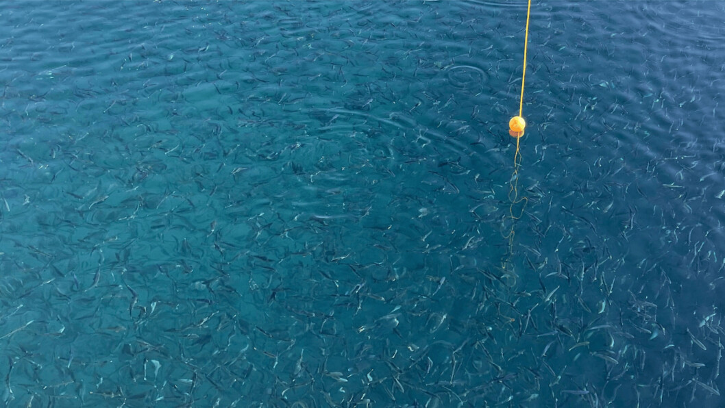 Feeding at Andfjord Salmon, which introduced smolts into its first tank last month. Photo: Andfjord Salmon. Feeding at Andfjord Salmon, which introduced smolts into its first tank last month. Photo: Andfjord Salmon.