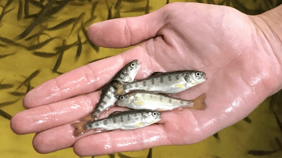 A reference photo of trout fry. Extensive studies showed improved growth and other benefits in trout fry given feed with a 'fined-tuned' phospholipid content, says Aller Aqua. Photo: SAIC.