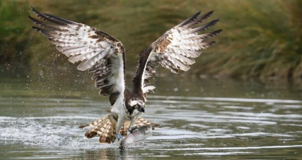 The trout farm is a big draw for ospreys - and photographers. Photo: Alan Crofts /BBC.