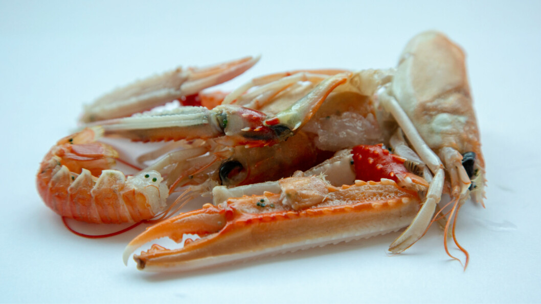 CuanTec, which makes chitin from langoustine shells, is moving from the lab to commercial scale production. Photo: CuanTec.