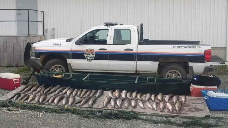 Big bust of poached salmon.