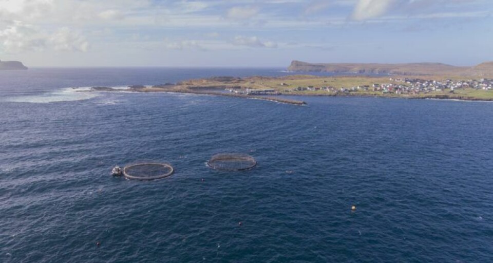 Drone photo of the Sandsvág locality in the Faroe Islands. Photo: Marine Harvest Faroes.