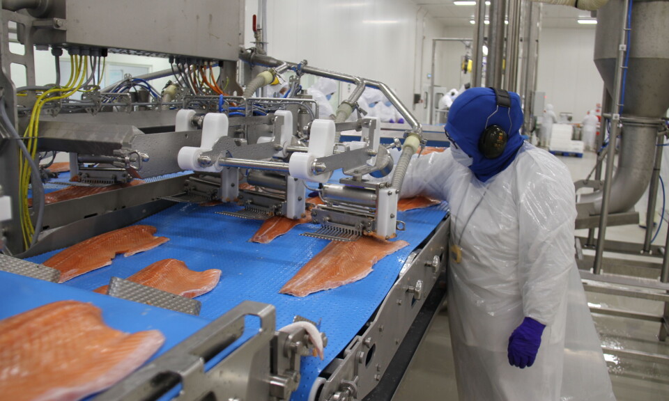 Salmon fillets being processed at the Entrevientos facility which was destroyed by fire in February. Blumar has now opened a new facility in the area.