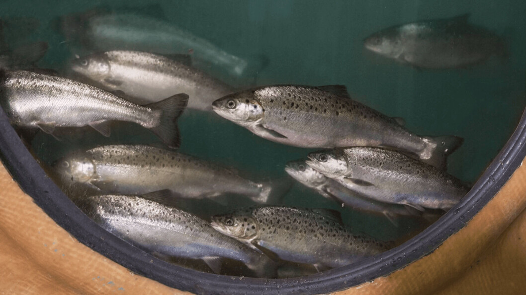 GE salmon being grown at AquaBounty's RAS facility in Albany, Indiana. Photo: Samuel Thomas Kendall / AquaBounty. GE salmon being grown at AquaBounty's RAS facility in Albany, Indiana. Photo: Samuel Thomas Kendall / AquaBounty.