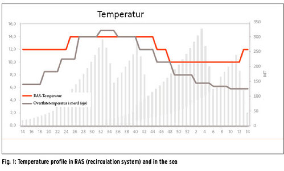Production of large postsmolt by recirculation