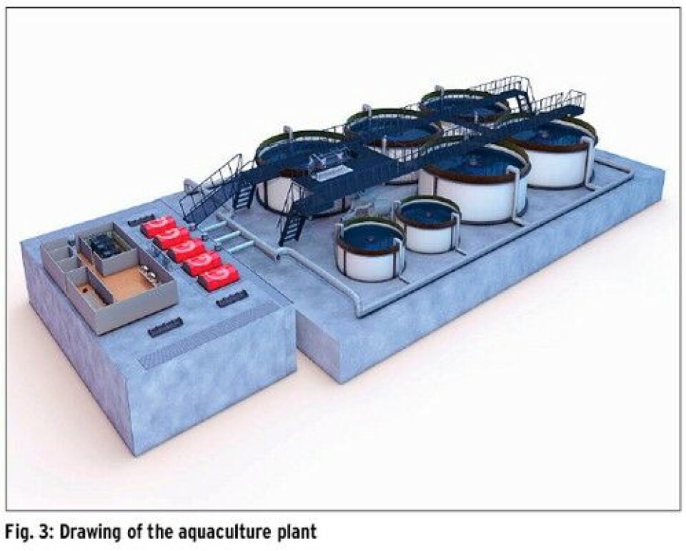 Production of large postsmolt by recirculation