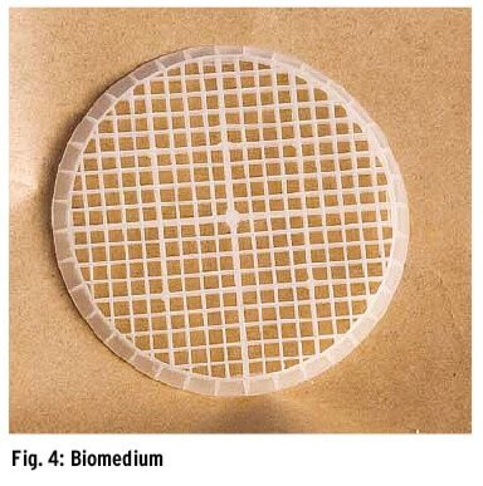 Production of large postsmolt by recirculation