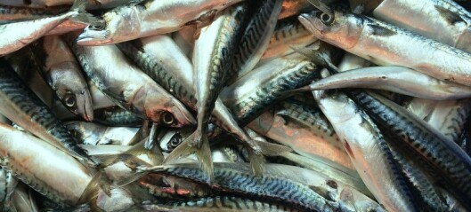 Scientist blames mackerel for wild salmon decline