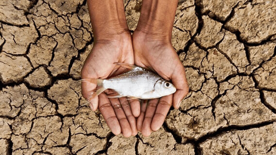 Farmed fish are unlikely to run out of water, but there are other impacts of climate change to concern the aquaculture industry. Farmed fish are unlikely to run out of water, but there are other impacts of climate change to concern the aquaculture industry.